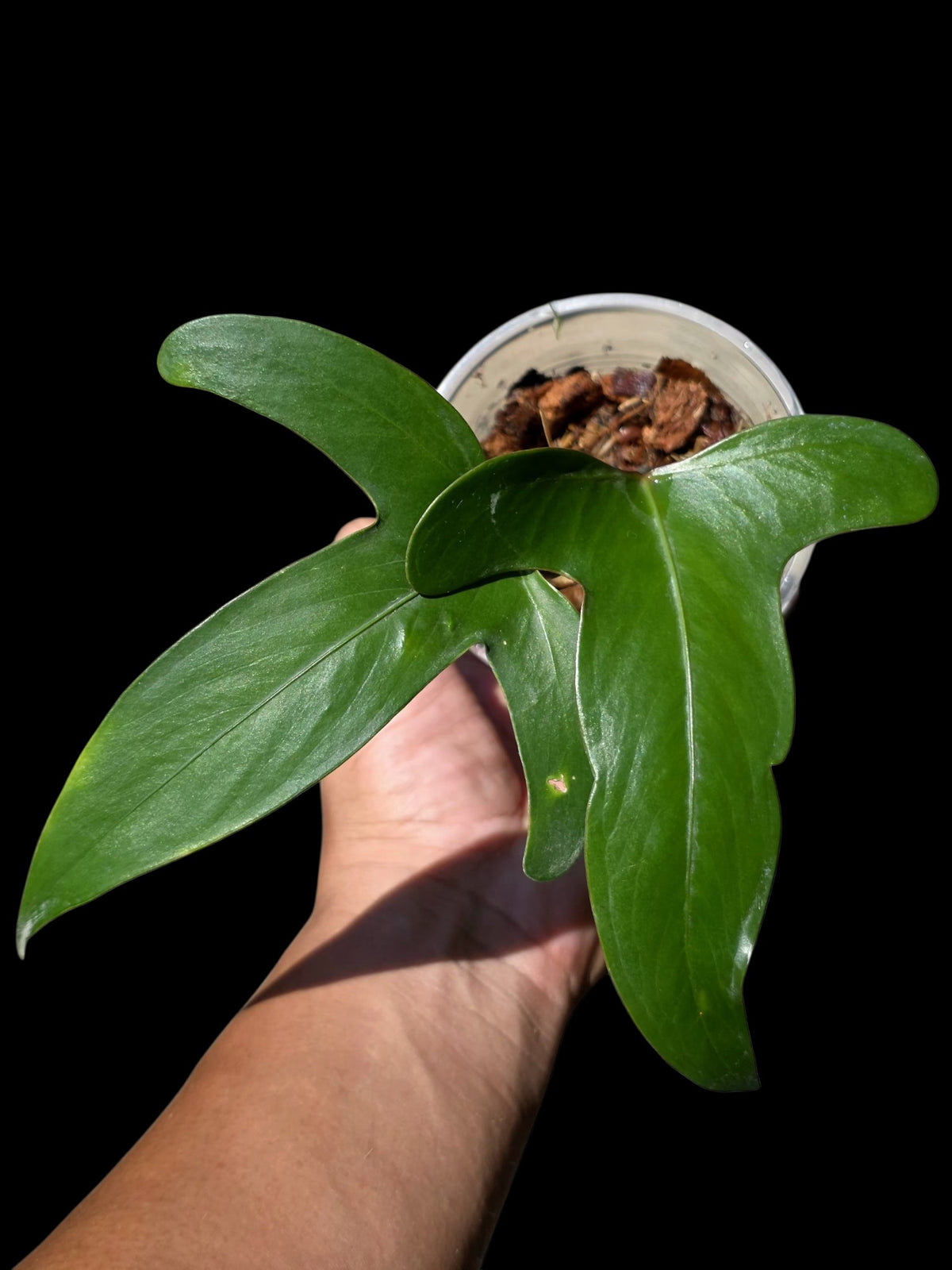 Anthurium sp. 'Tridentatum' (EXACT PLANT)