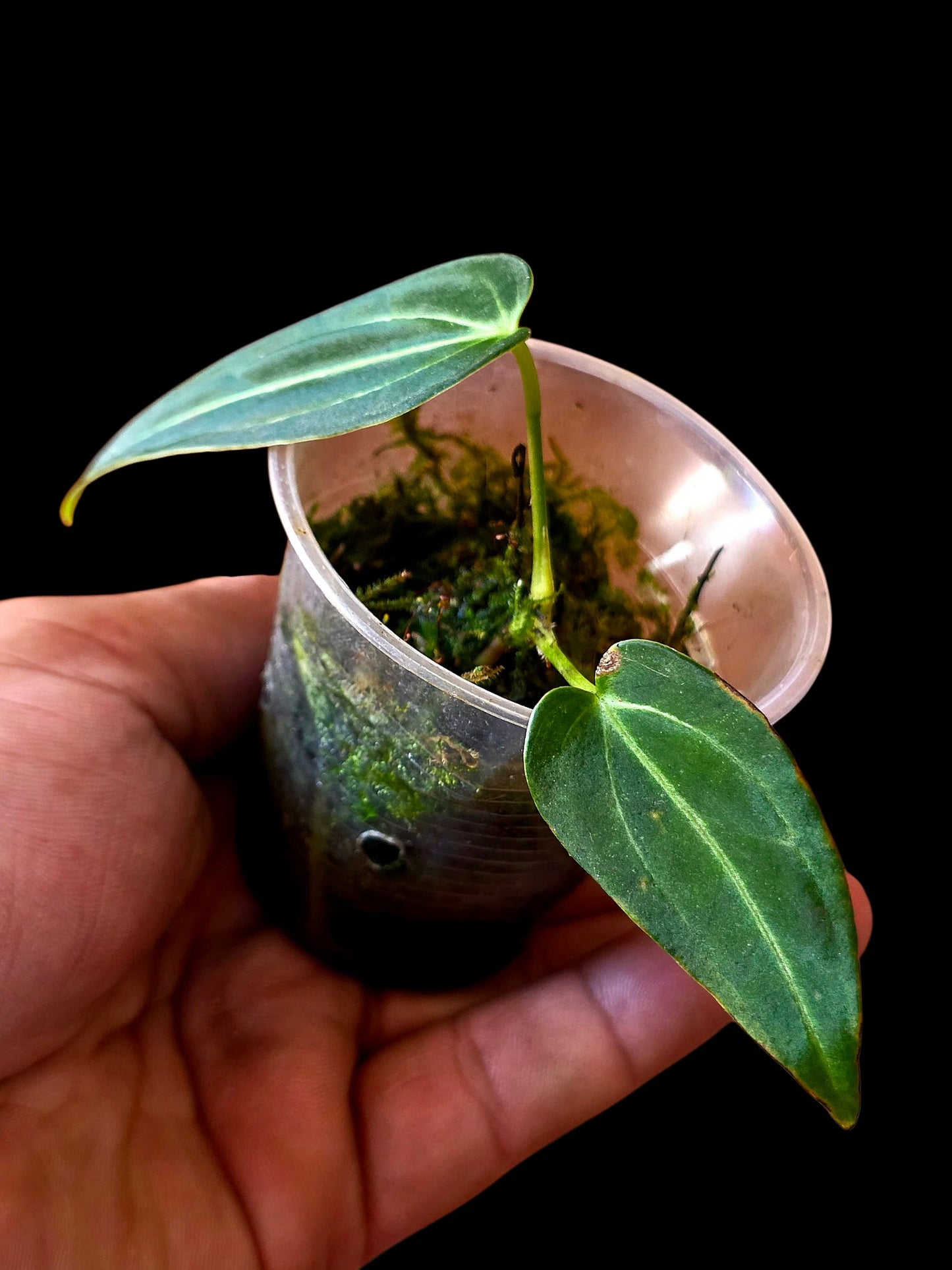 Anthurium Warocqueanum X Crystallinum (EXACT PLANT)
