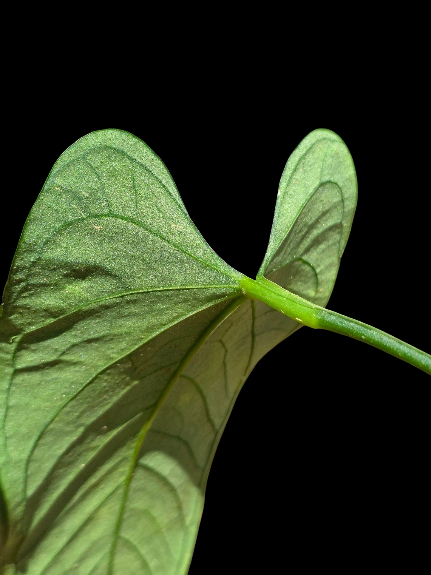 Anthurium sp. 'Cachiyacu Dark Velvet' Wild Ecotype (EXACT PLANT)
