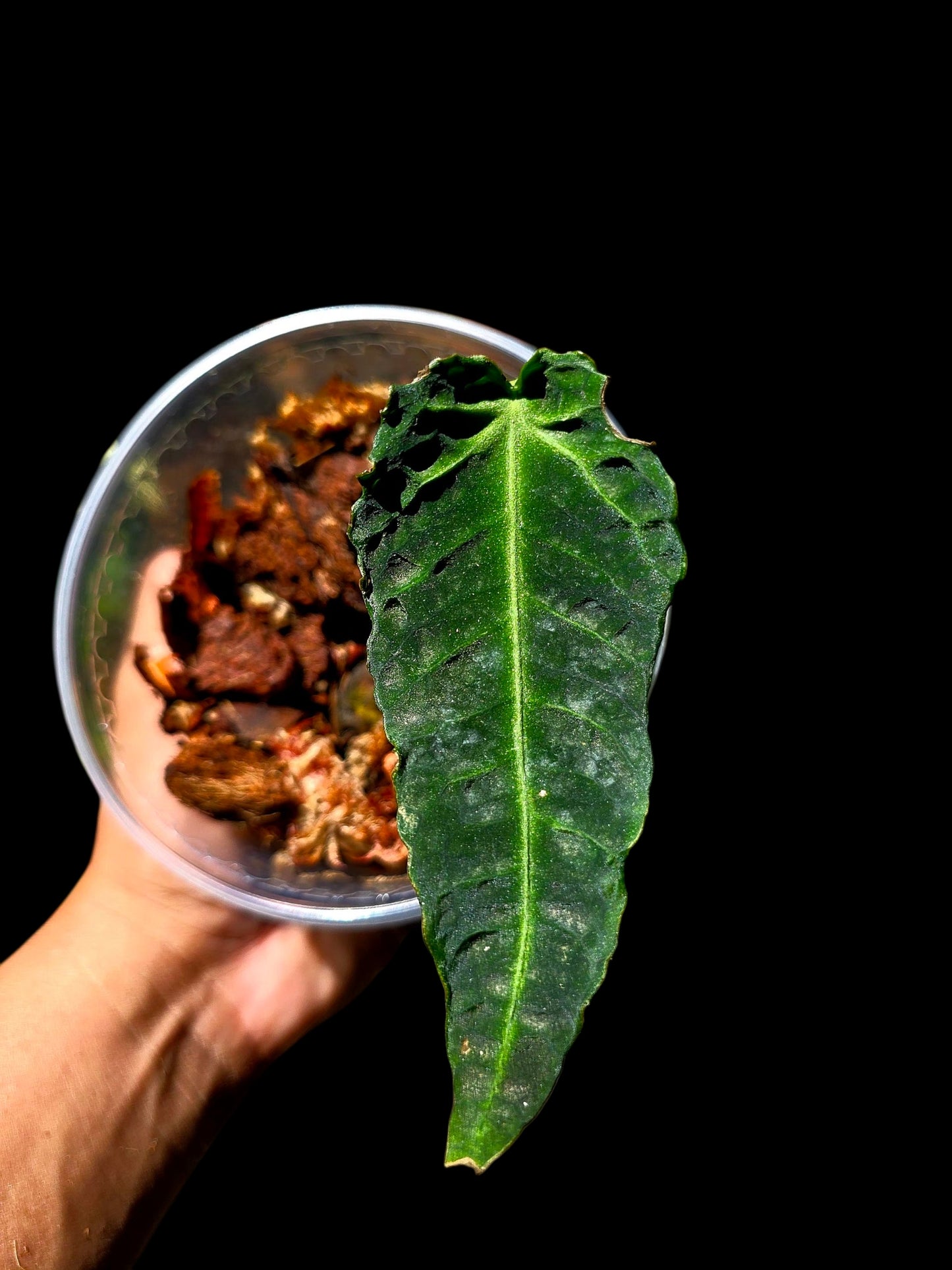 Anthurium sp. 'Andinum Lattice Crispus' Metamorphosis Phenotype (EXACT PLANT)