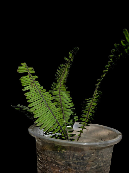 Pecluma aff. Filicula 'Tarapoto' Wild Ecotype (EXACT PLANT)