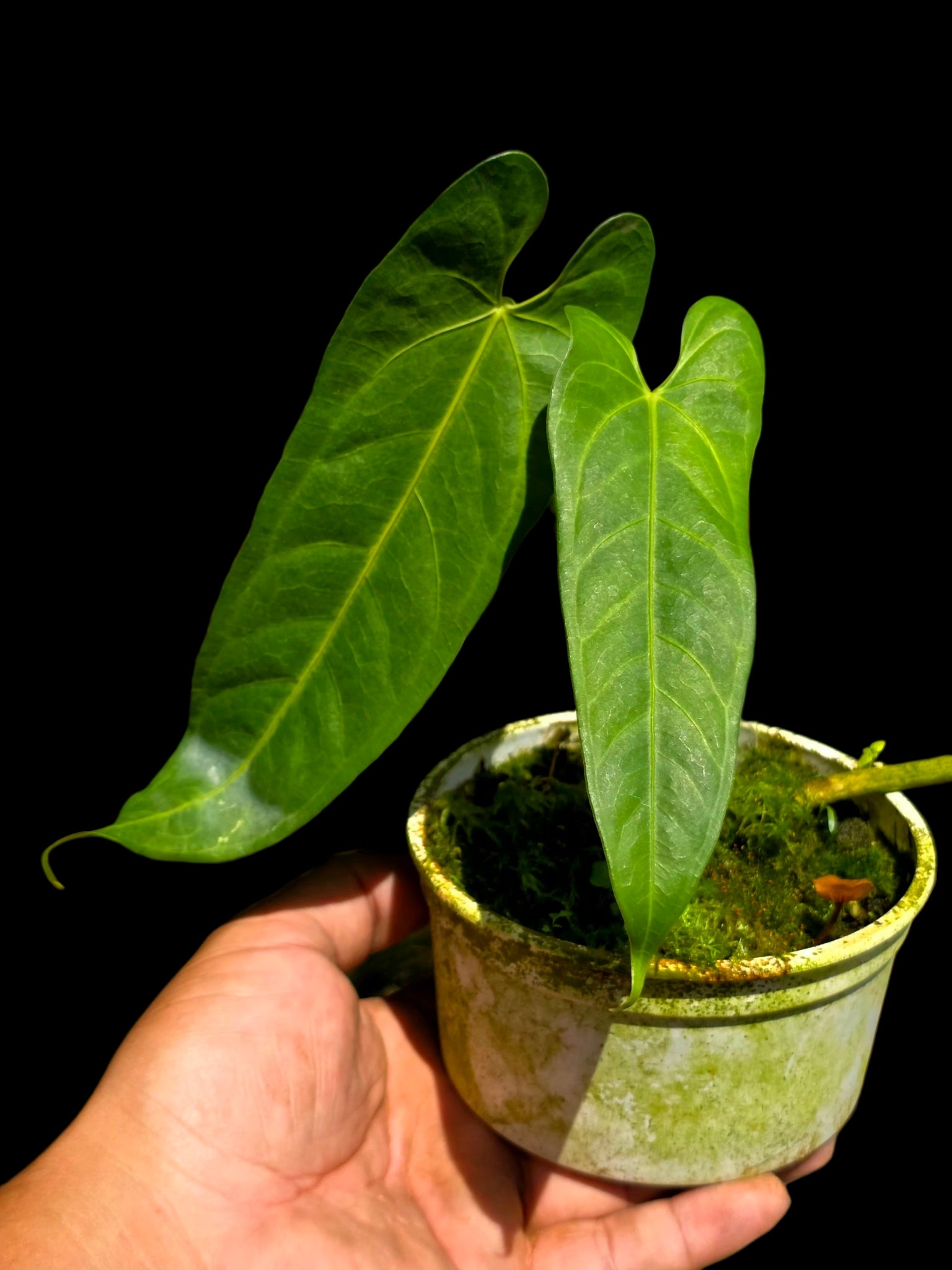Anthurium sp. 'Verdesino' Wild Ecotype (EXACT PLANT)