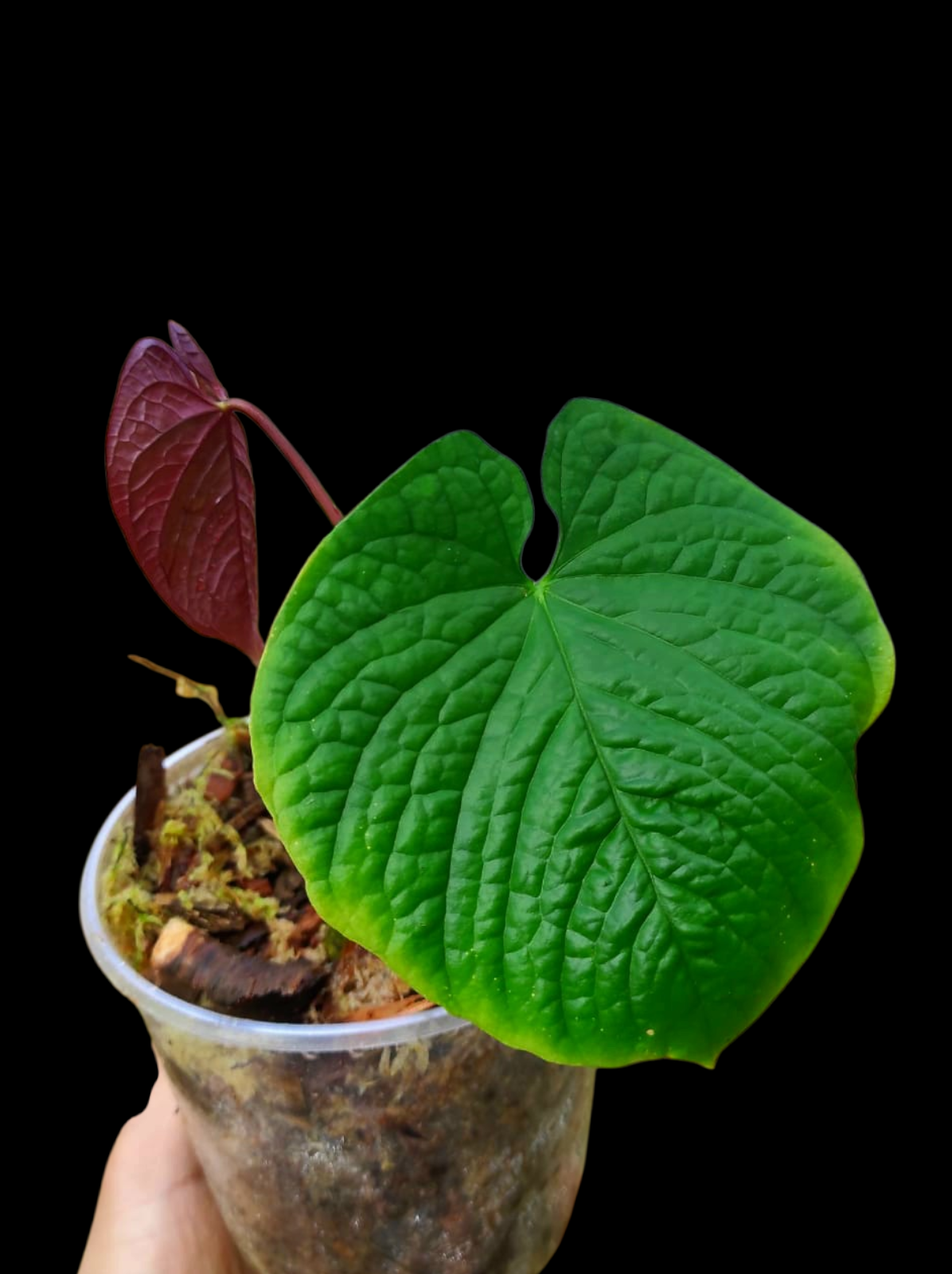 (Copia) Anthurium Sp. 'Purple' with 2 Leaves (EXACT PLANT)