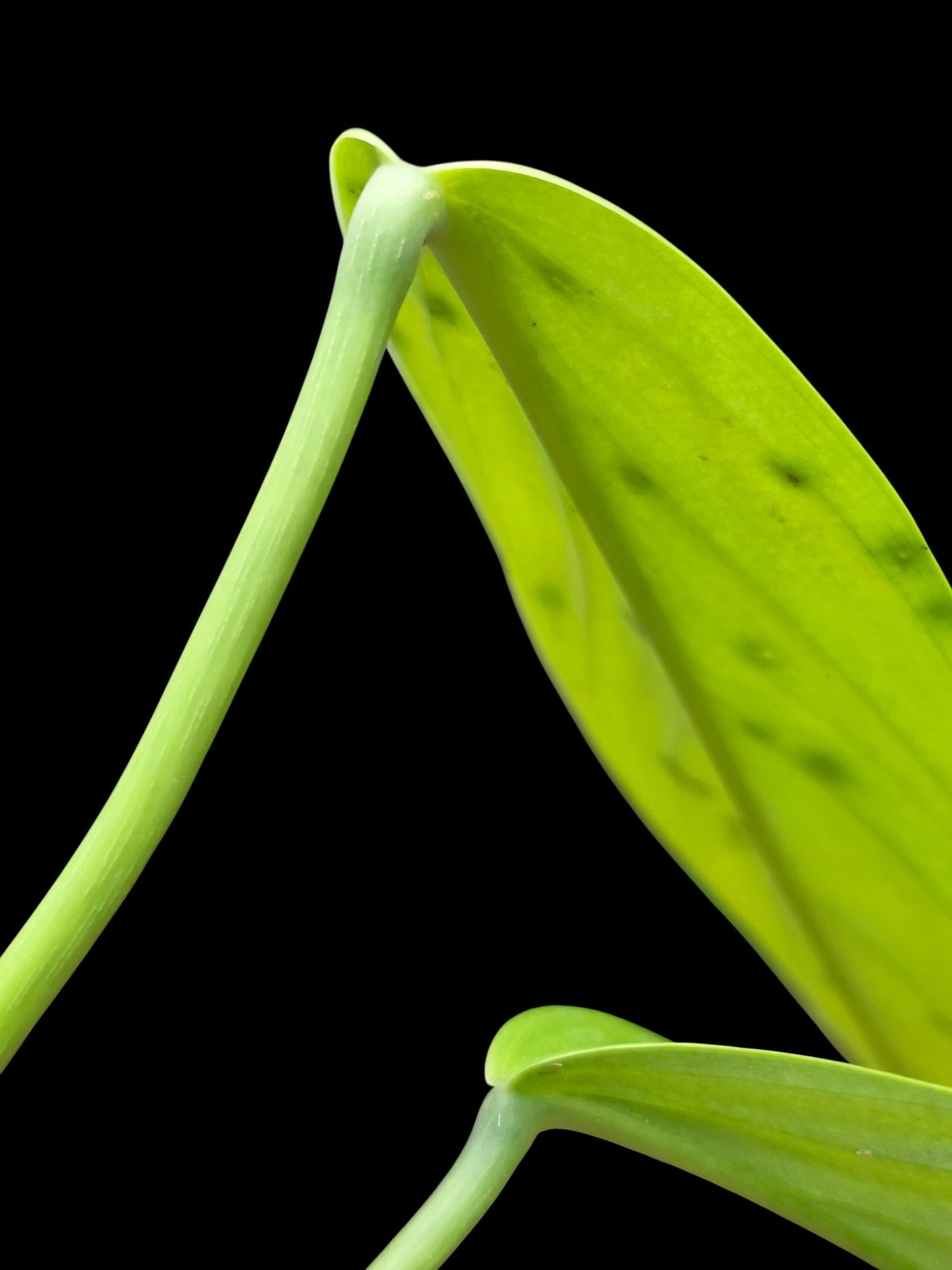 Philodendron sp. 'tenuifolium' (EXACT PLANT)