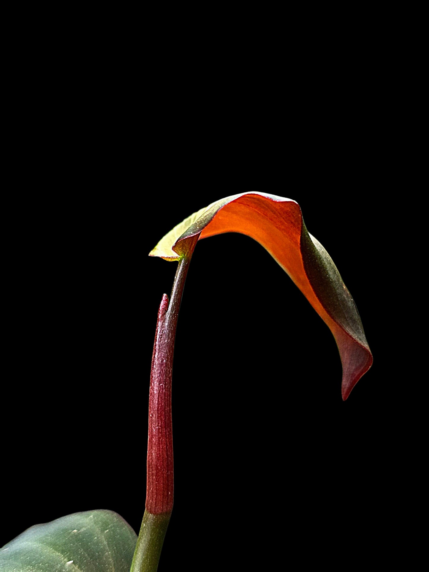 Philodendron sp. 'Peruvian Red Velvet Trilobe' (EXACT PLANT)
