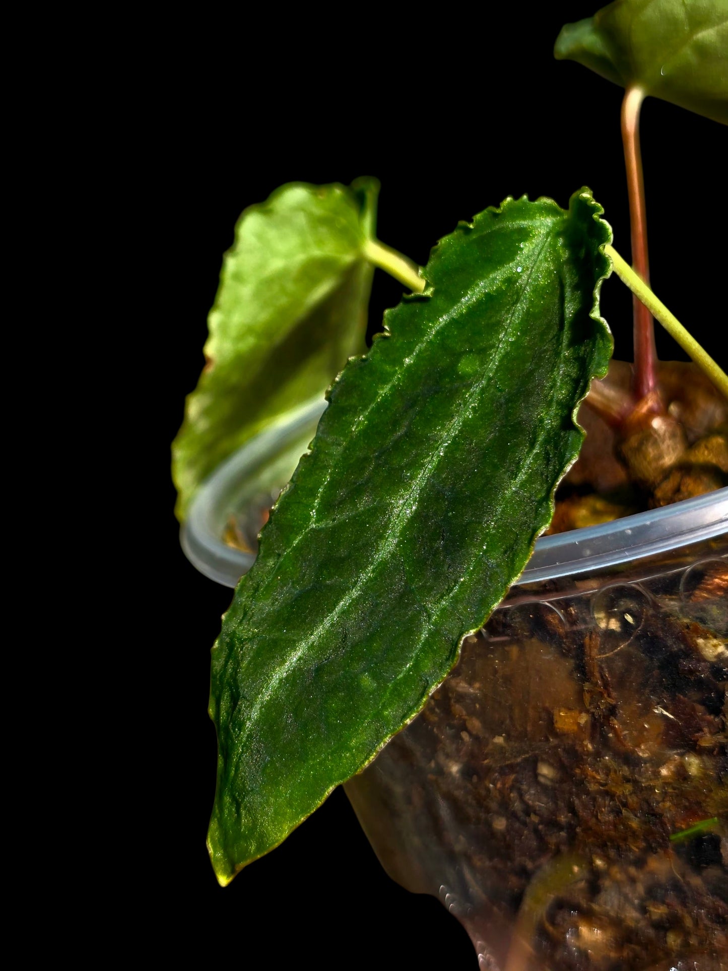 Anthurium sp. 'Andinum Lattice Crispus' Metamorphosis Phenotype (EXACT PLANT)