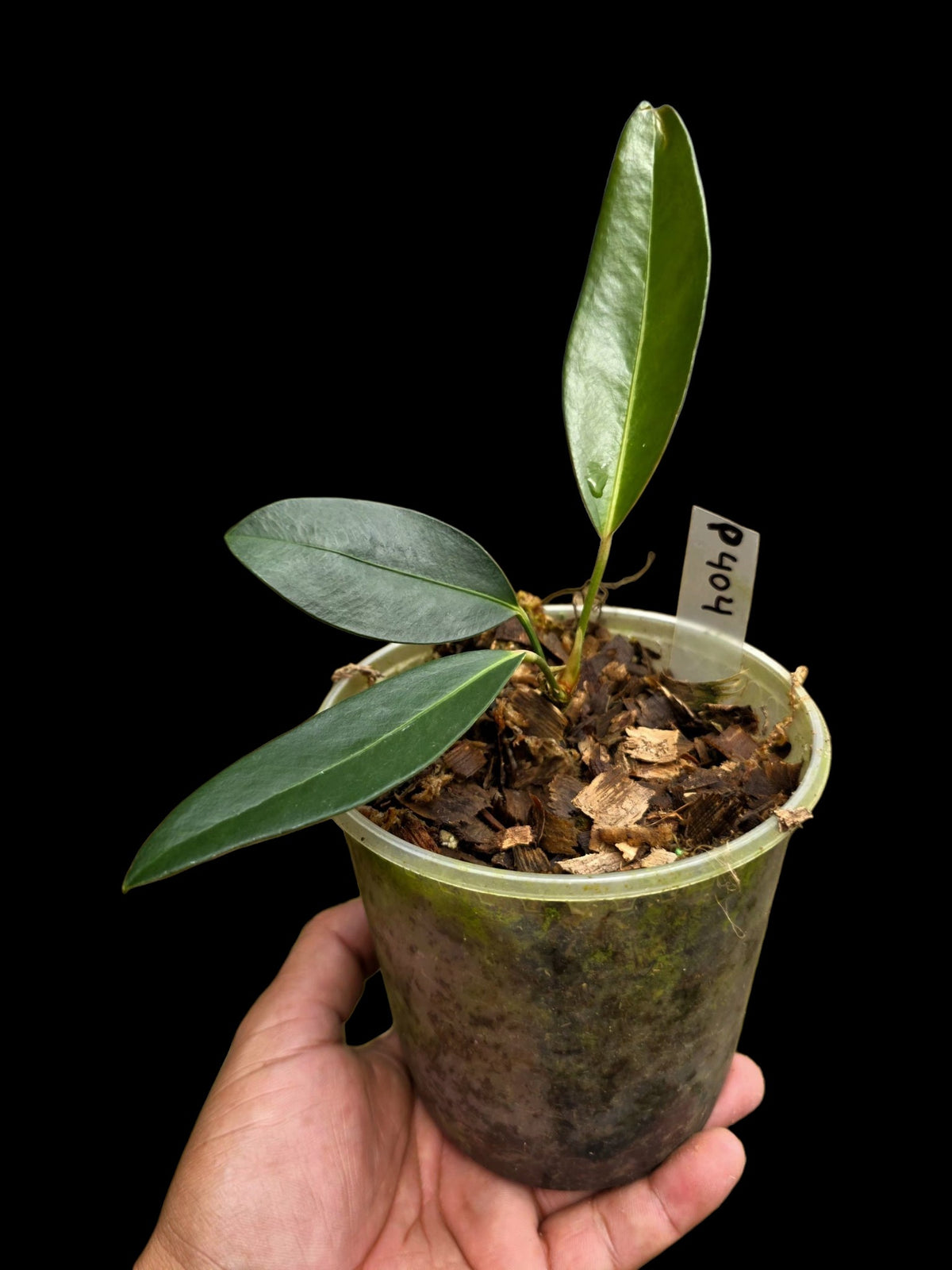 Anthurium sp. 'El Pongo' (EXACT PLANT)