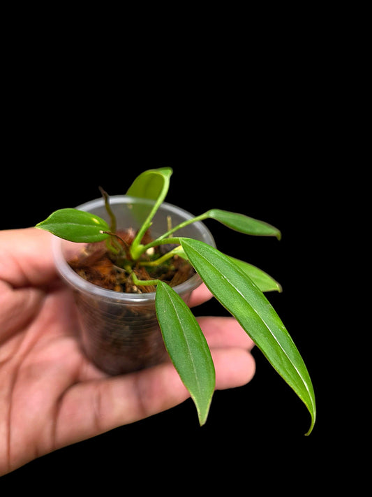 Anthurium Ceronii Small Size (EXACT PLANT)