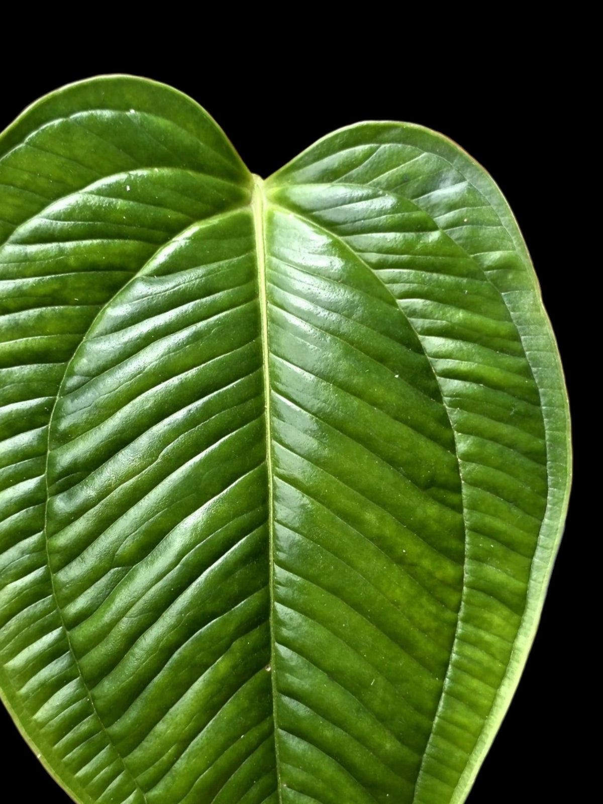 Anthurium Gaskinii Croat (EXACT PLANT)