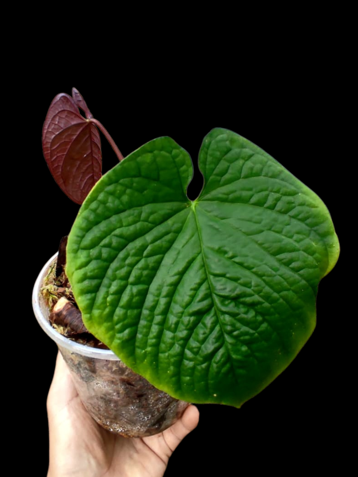(Copia) Anthurium Sp. 'Purple' with 2 Leaves (EXACT PLANT)