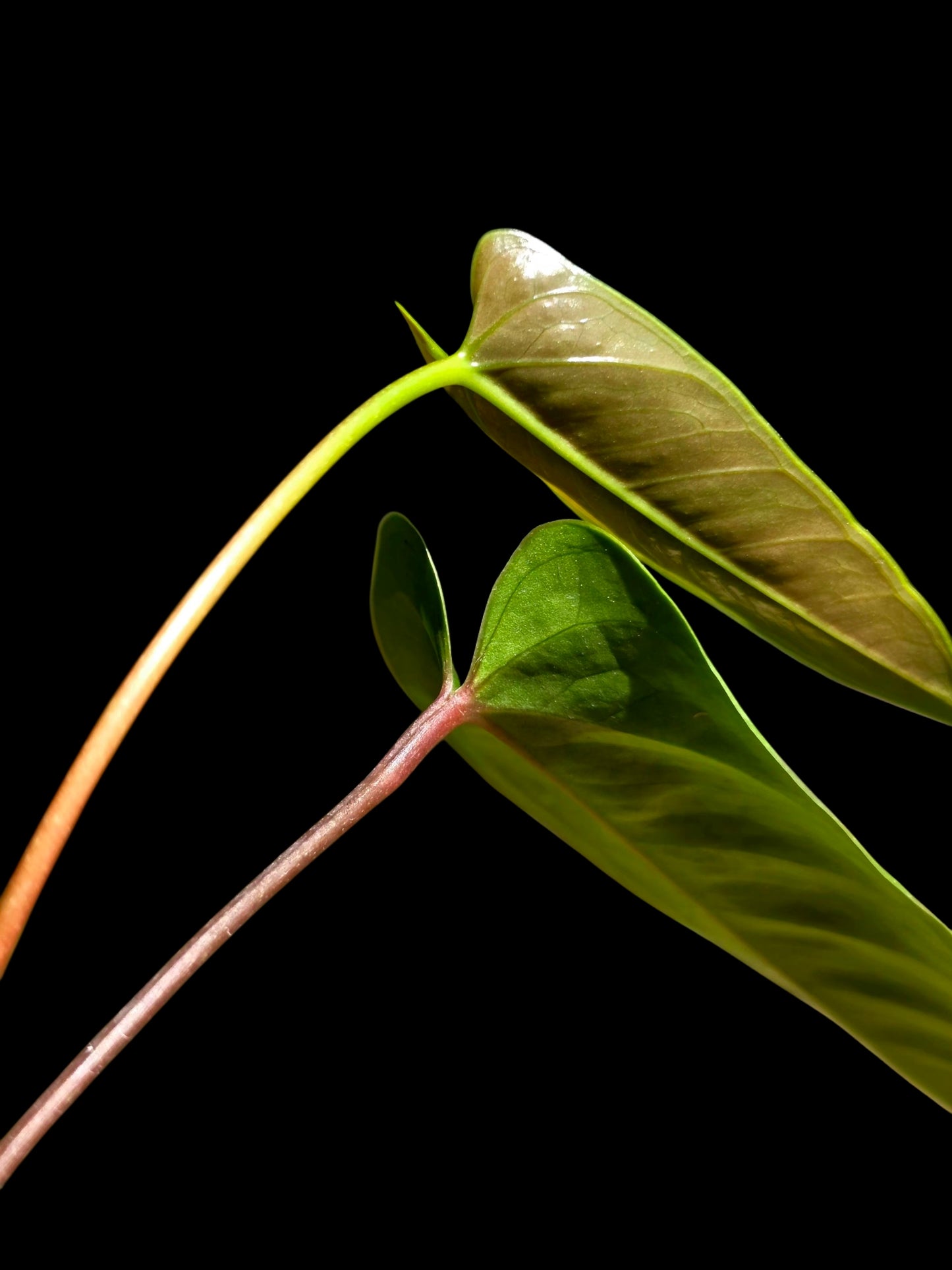 Anthurium Flavolineatum Wild Ecotype (EXACT PLANT)