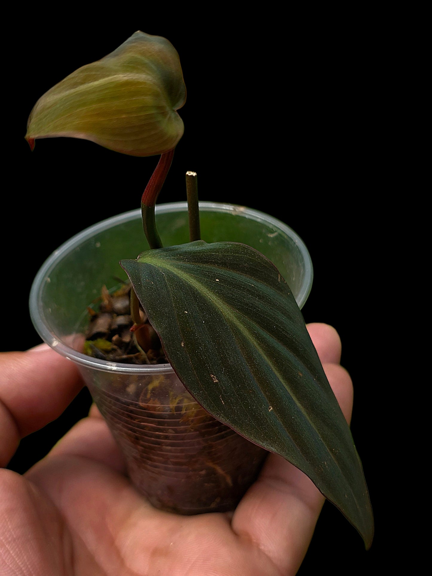 Philodendron sp. 'Peruvian Red Velvet Trilobe' (EXACT PLANT)