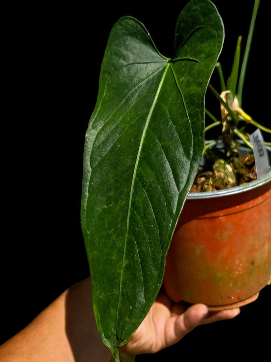 Anthurium sp. 'Cachiyacu Dark Velvet' Wild Ecotype (EXACT PLANT)